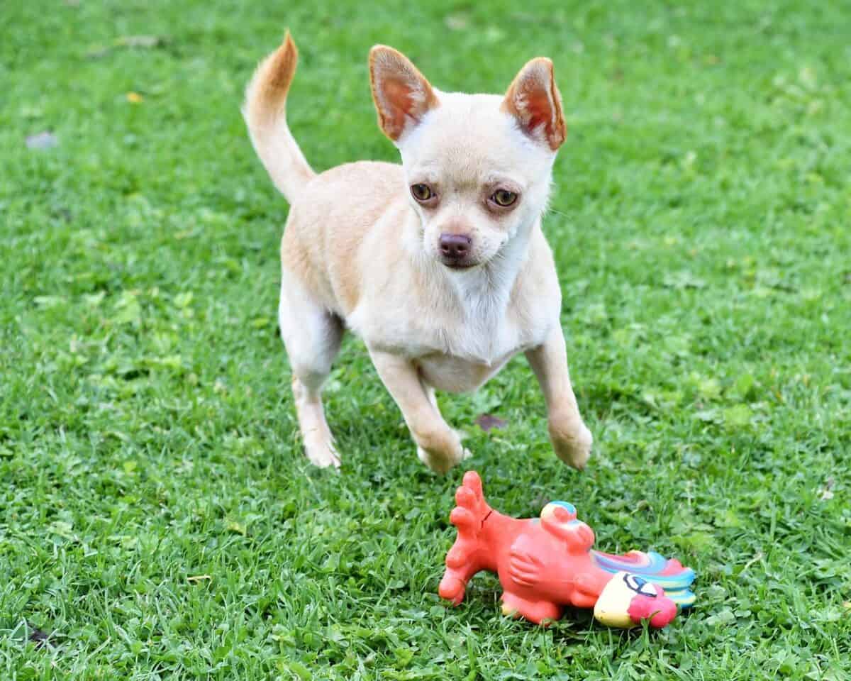Chihuahua jouant à l'extérieur