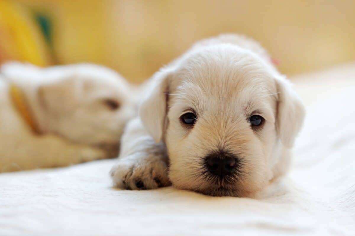 Chiots