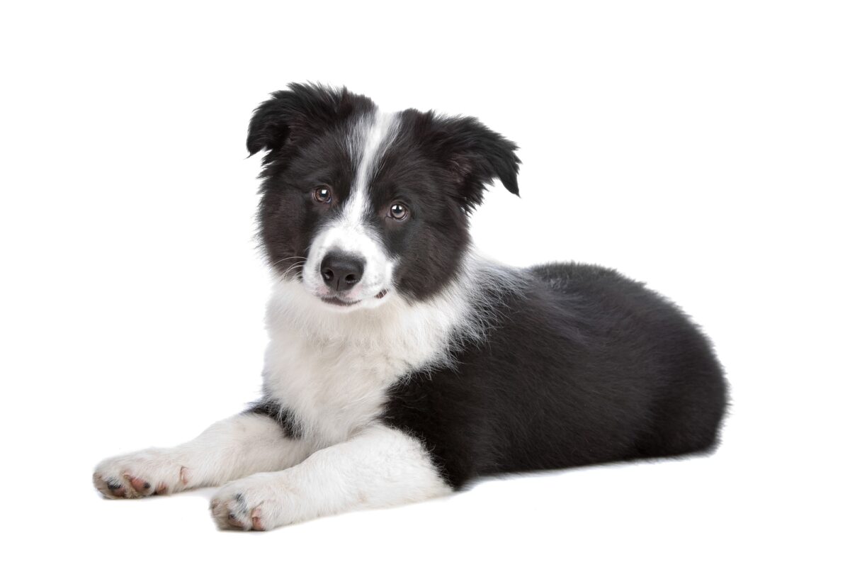 Chiot Border Collie