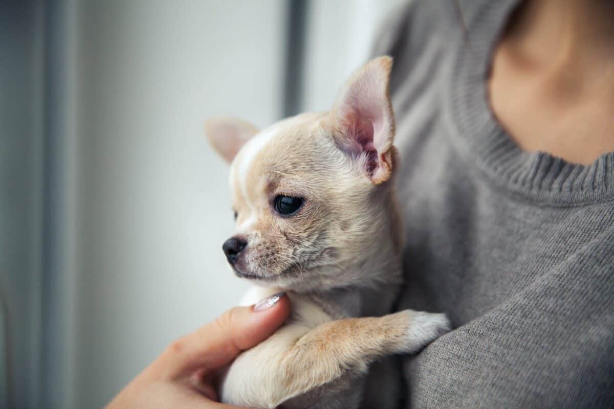 Chiot chihuahua avec son maître