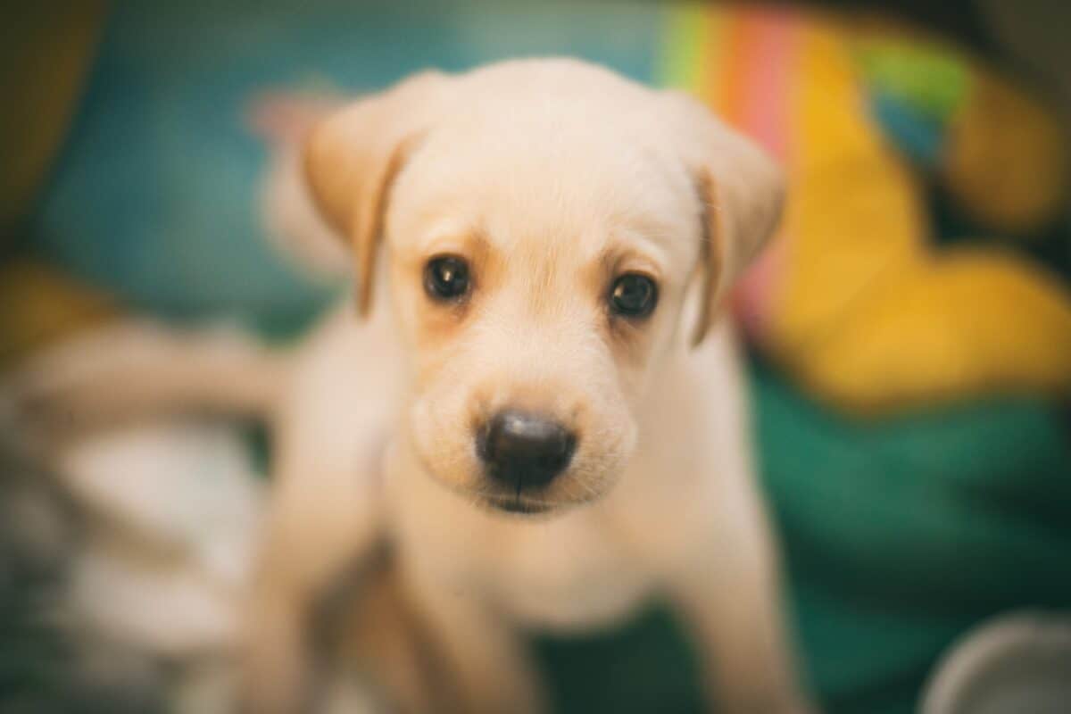 Chiot Labrador
