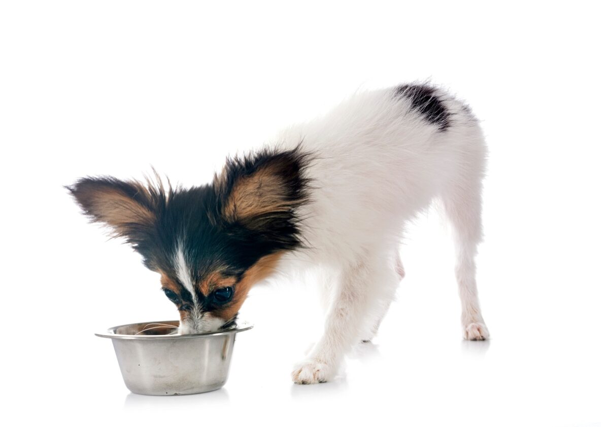 chiot papillon chien manger