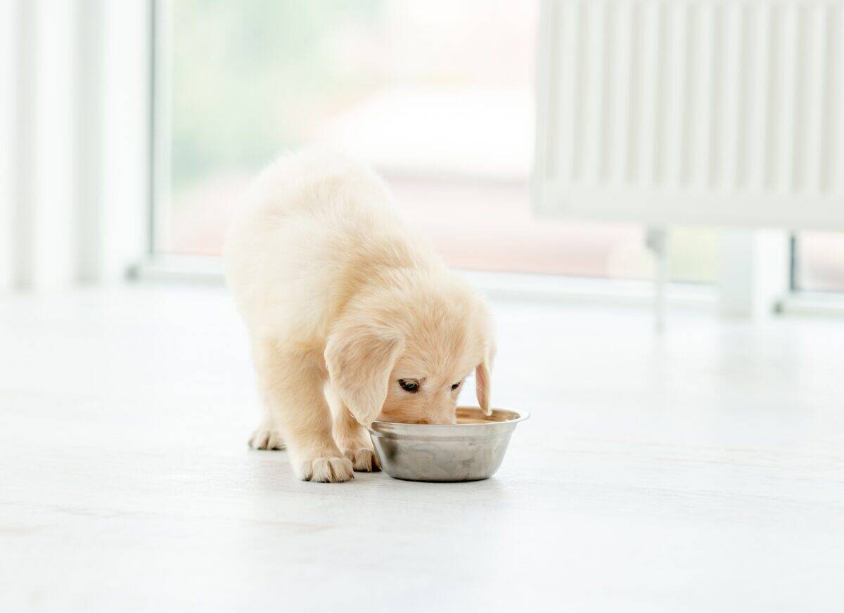 Chiot Retriever mangeant ses croquettes