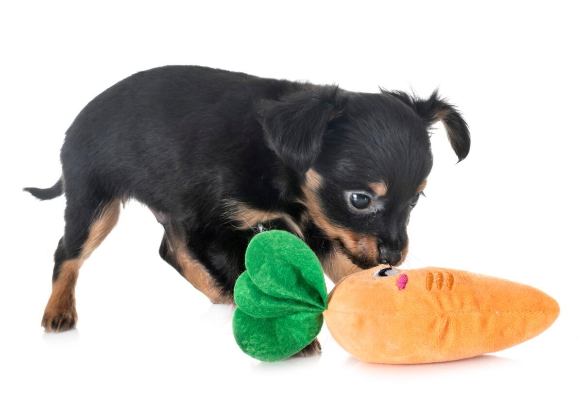 Chiot Russkiy Toy et son jouet