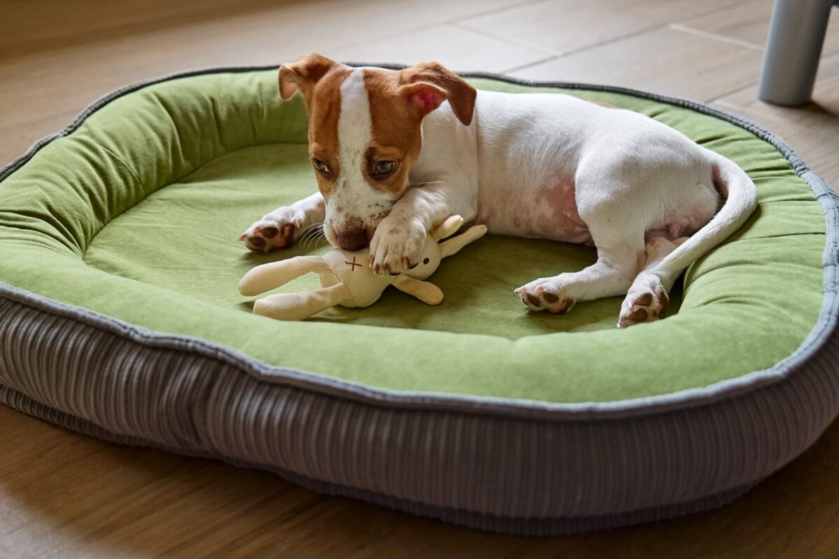 Chiot terrier Jack Russell amusant, couché sur un lit pour chien, jouant et mordant son jouet.