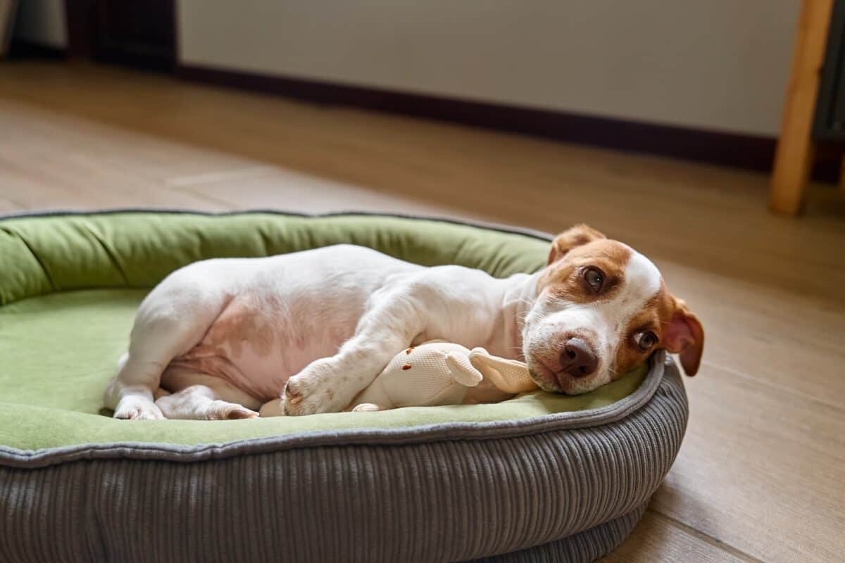 Chiot terrier Jack Russelldans son coussin