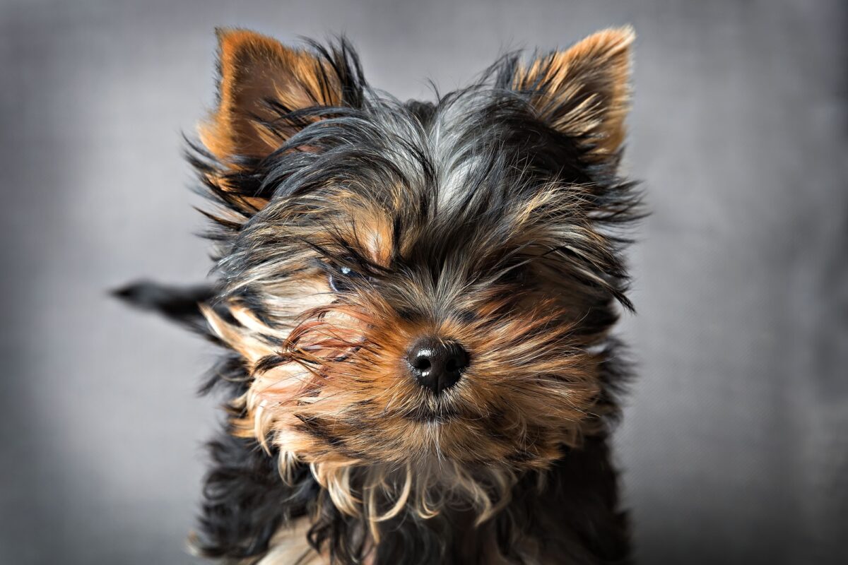 Chiot Yorkshire terrier