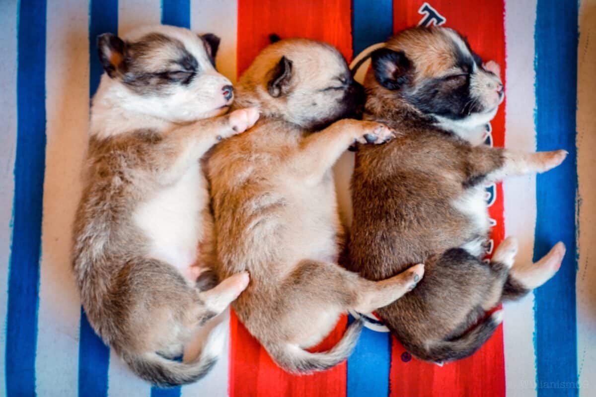 Chiots