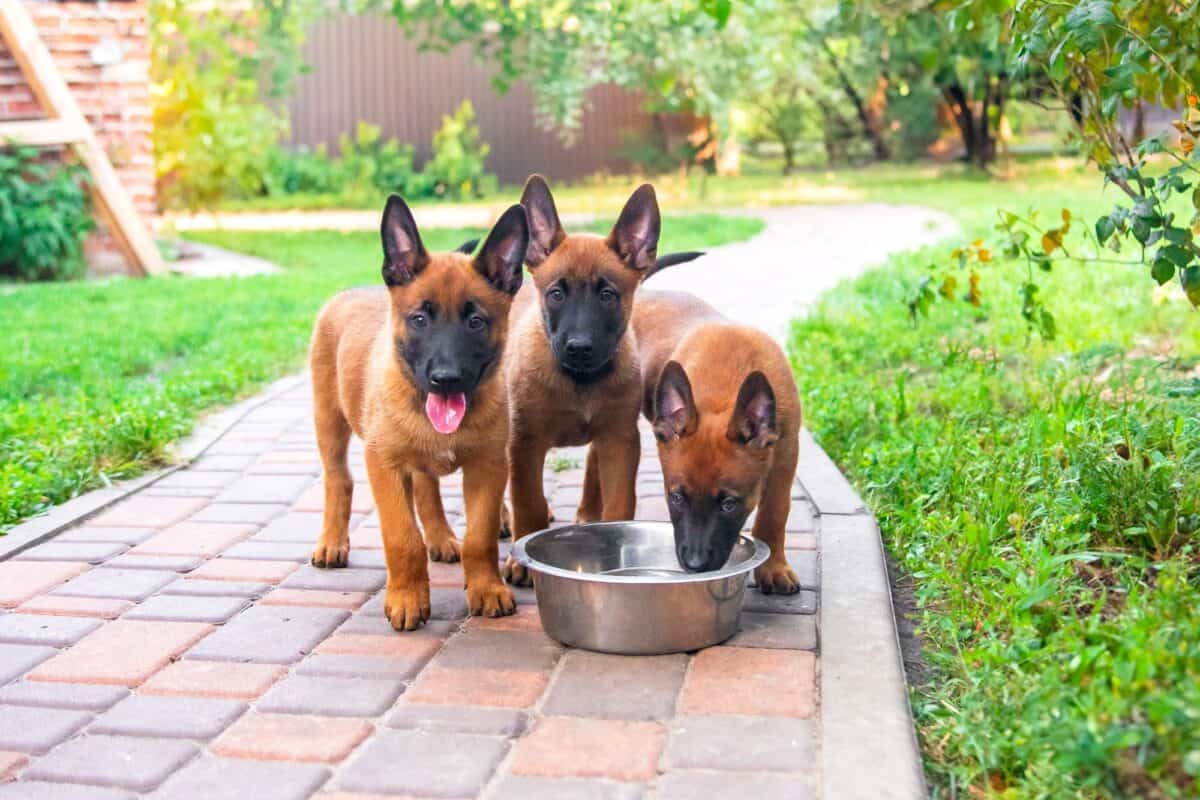 Chiots malinois belges mangeant dans un bol