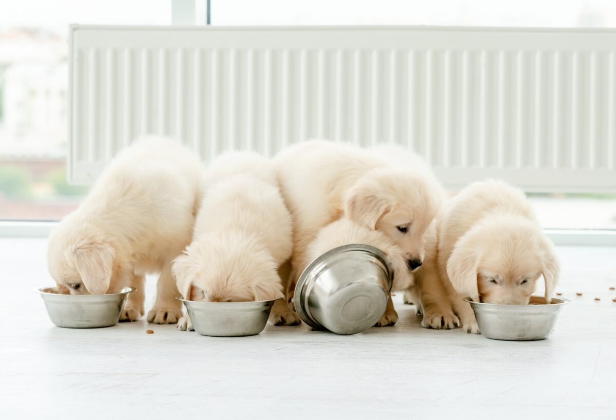 Chiots retriever mangeant dans des bols