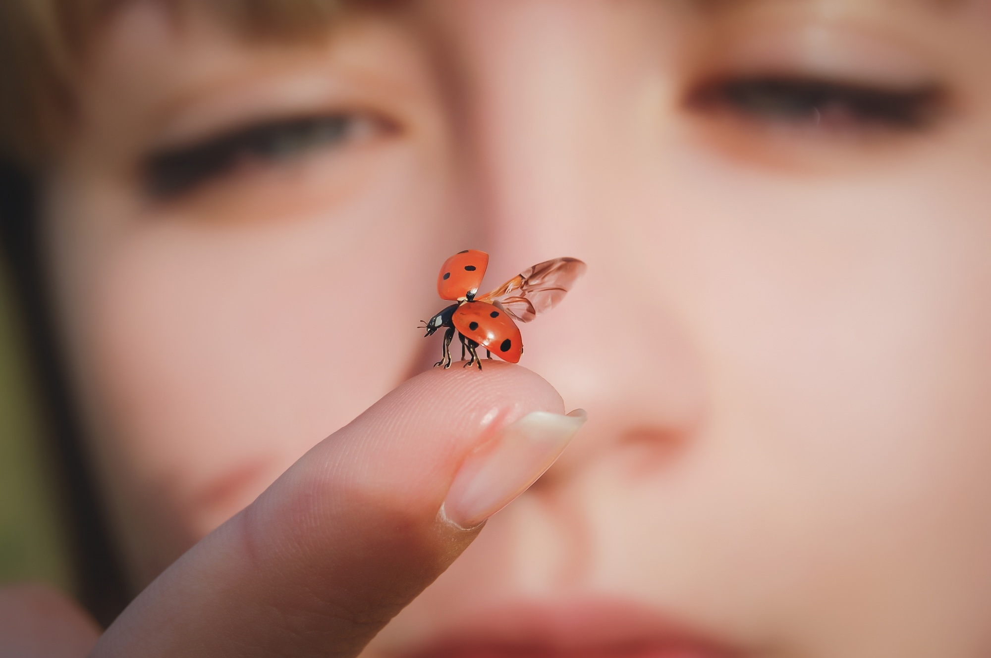 coccinelle sur un doigt gros plan