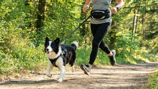 Comment équiper un chien pour le canicross ?