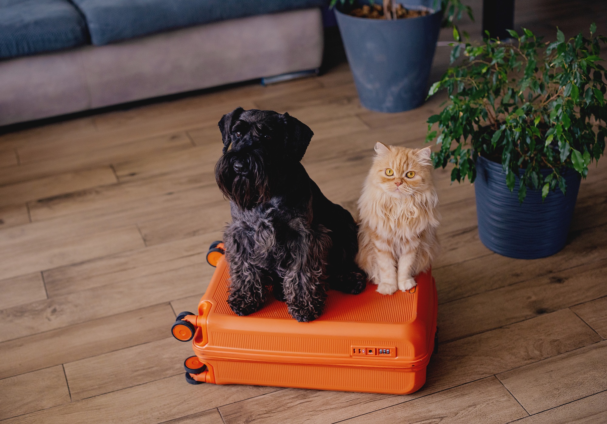 Voyager avec son animal de compagnie