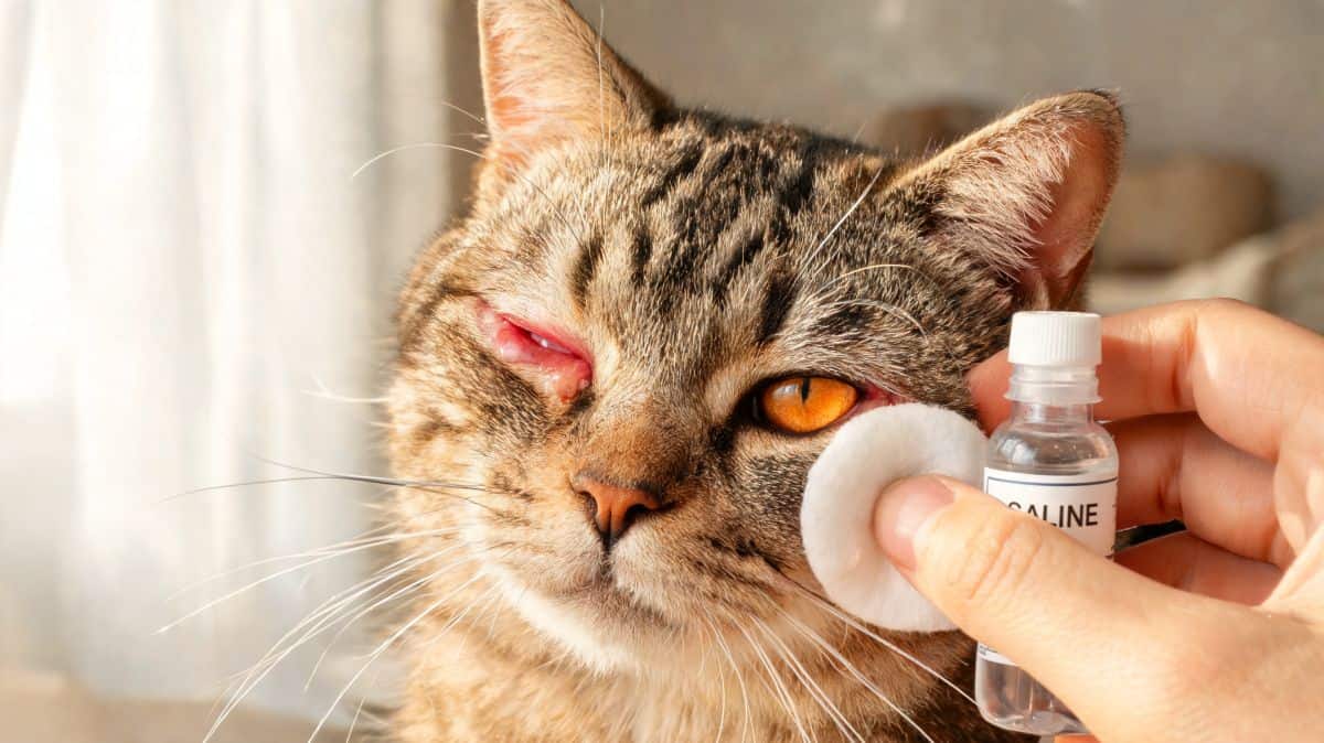Conjonctivite du chat : photos, causes et quand consulter