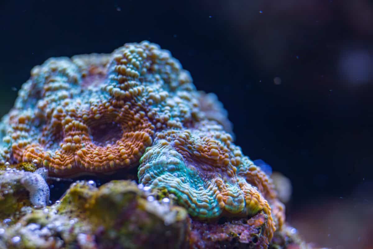 Corail vibrant dans l'aquarium