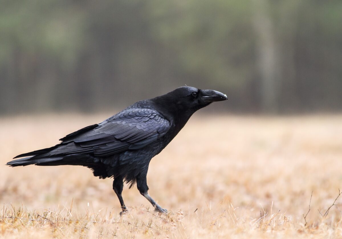 Corbeau (Corvus corax)