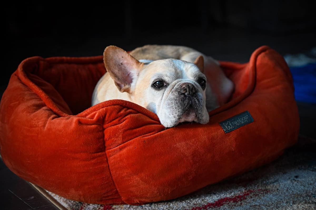 Coussin pour chien