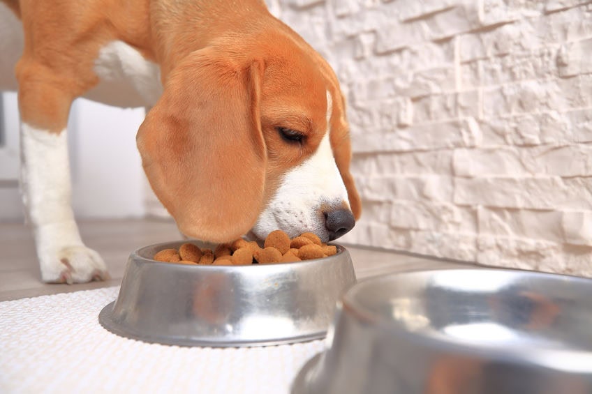 Croquettes chiens véto
