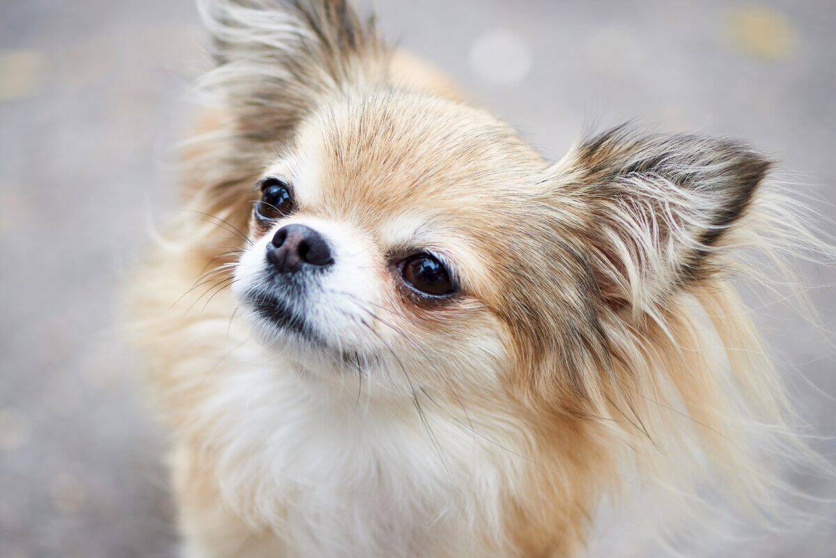 Chien Chihuahua