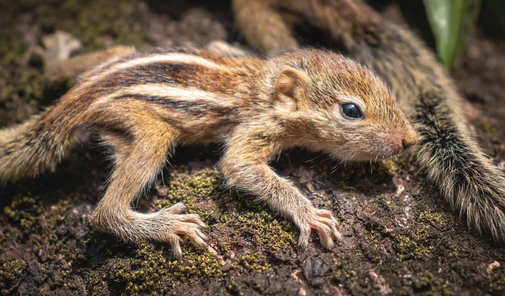 Des bébés écureuils rayés, mignons et orphelins, se promènent sur un tronc d'arbre abattu.