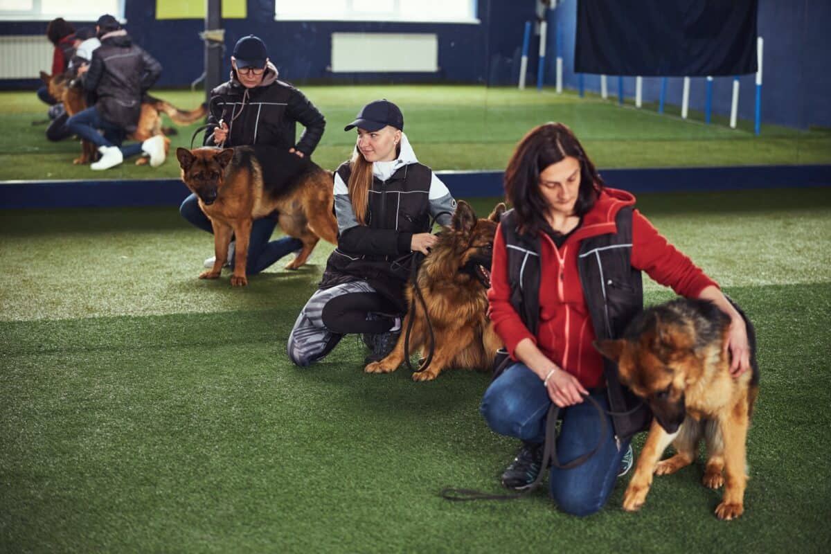 Des chiens magnifiques et des instructeurs dans les arbres pendant la session de formation