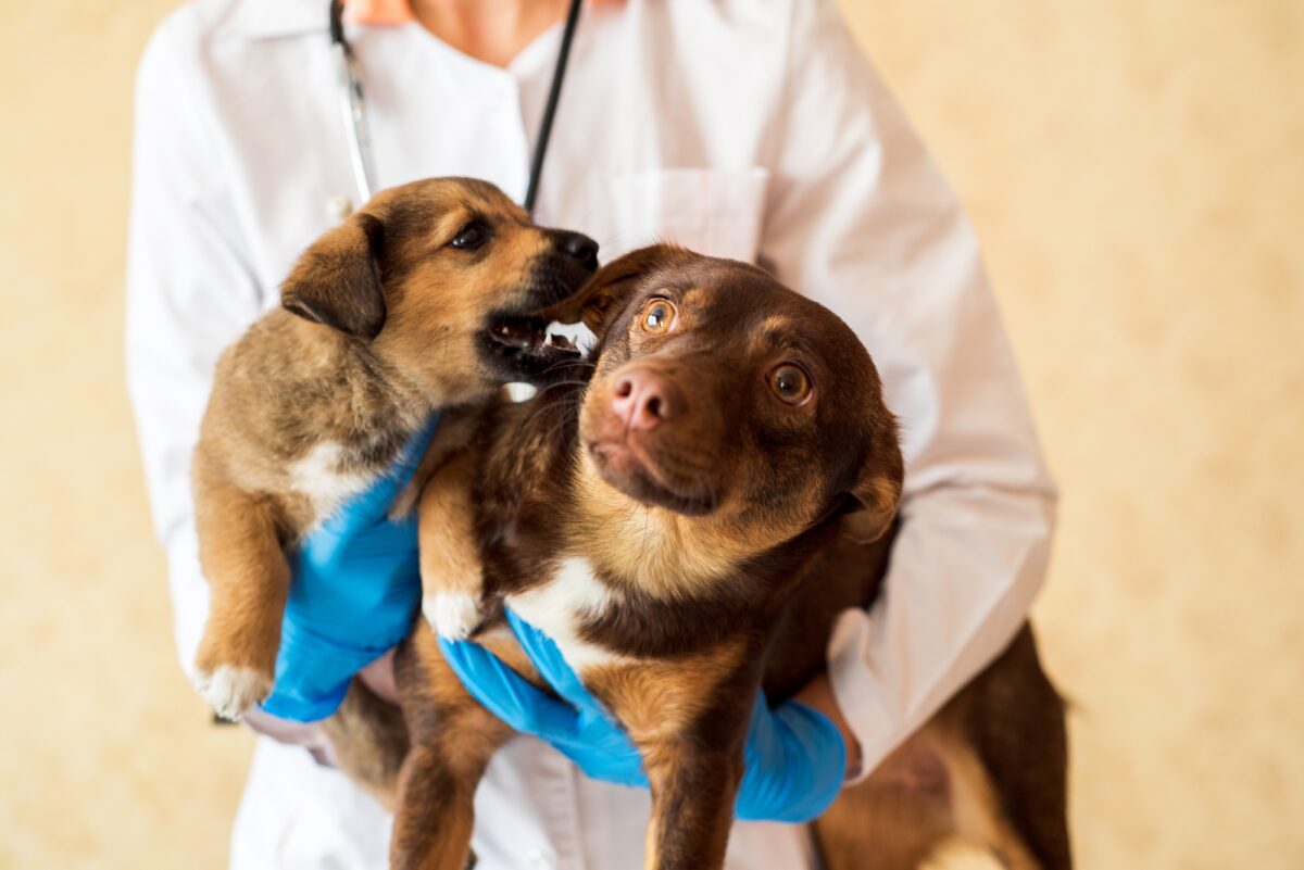 Chiots avec vétérinaire