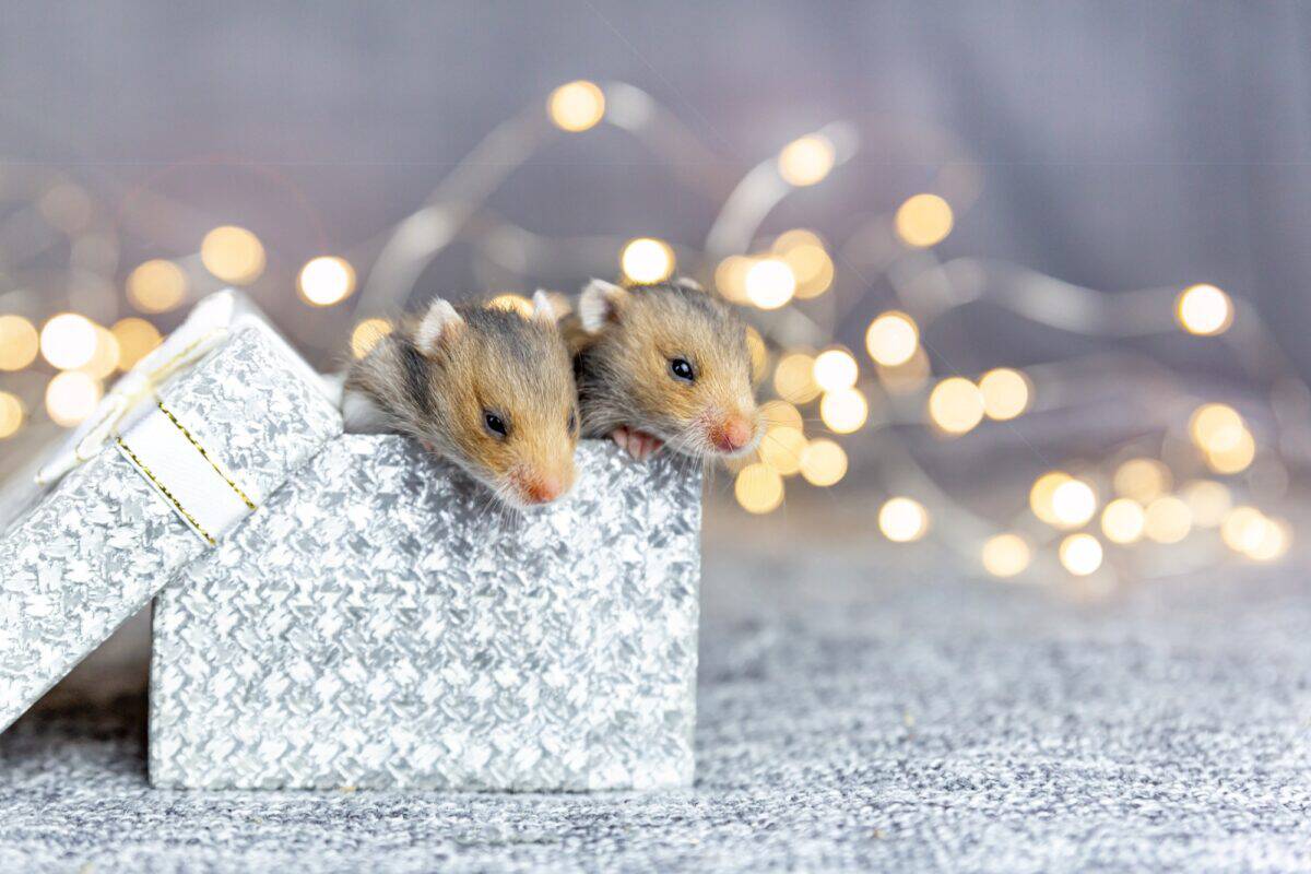 Two Syrian baby hamsters look out of a silver gift box against a gray background with gold bokeh.