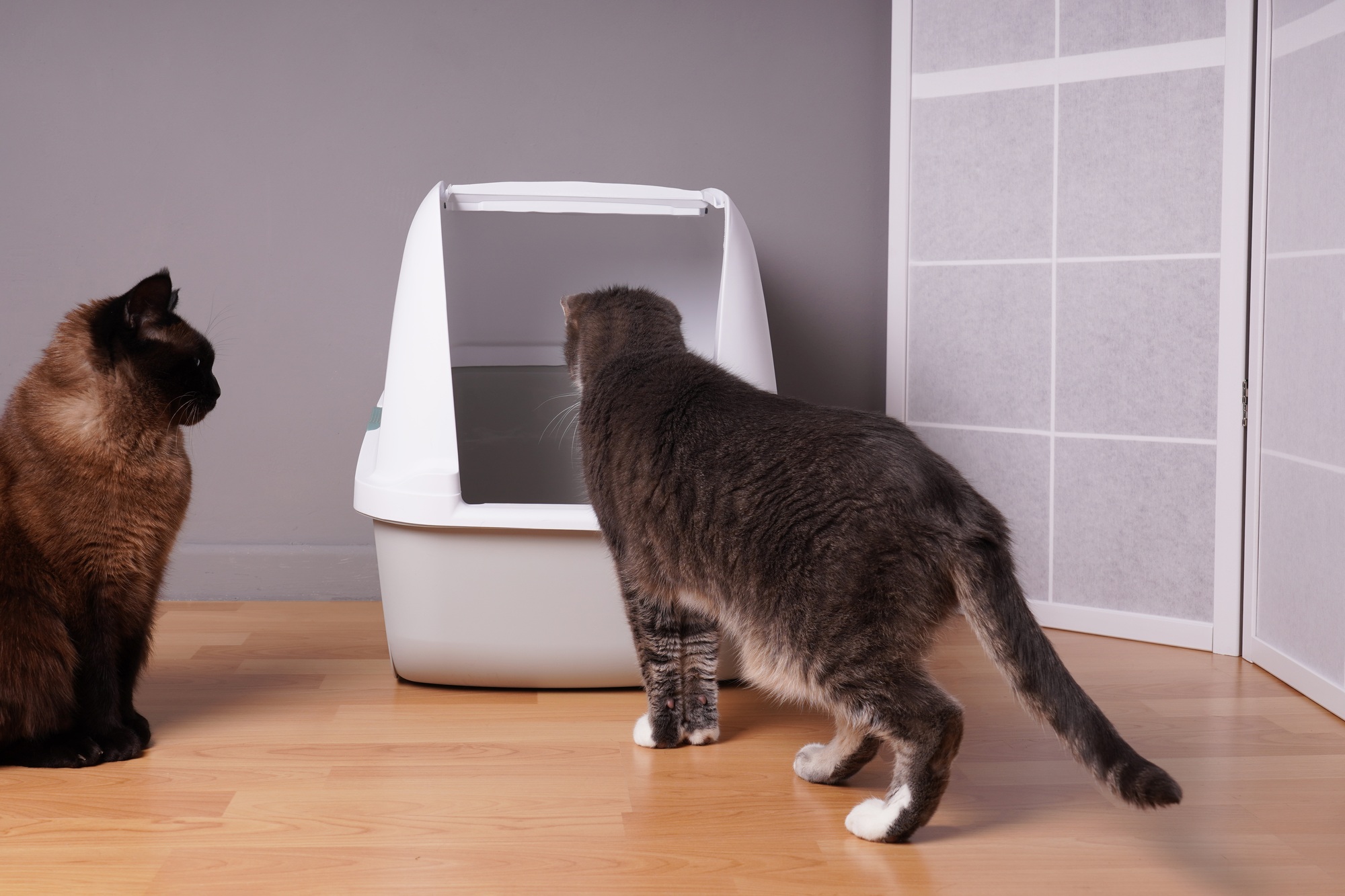 deux chats domestiques examinant une nouvelle litière fermée à la maison