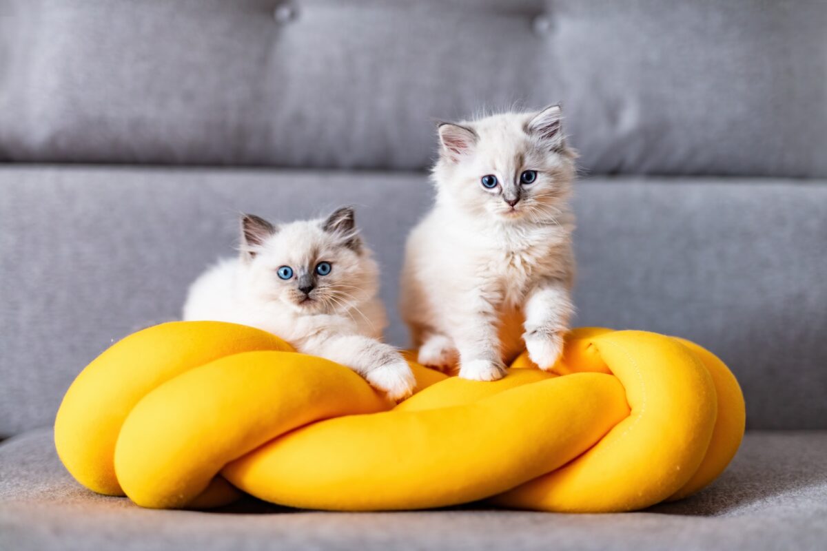 Deux chats Ragdoll petits chatons portrait à la maison