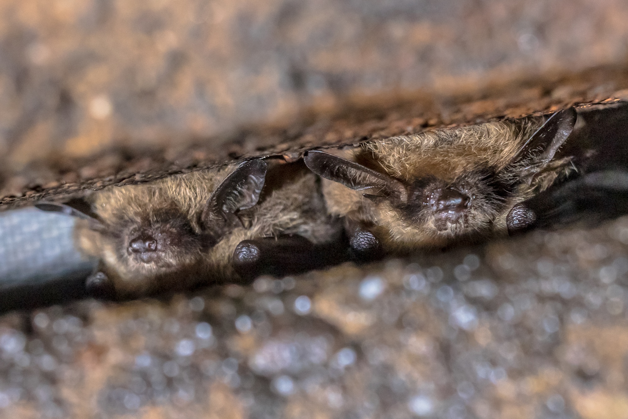 Deux chauves-souris à moustaches en hibernation