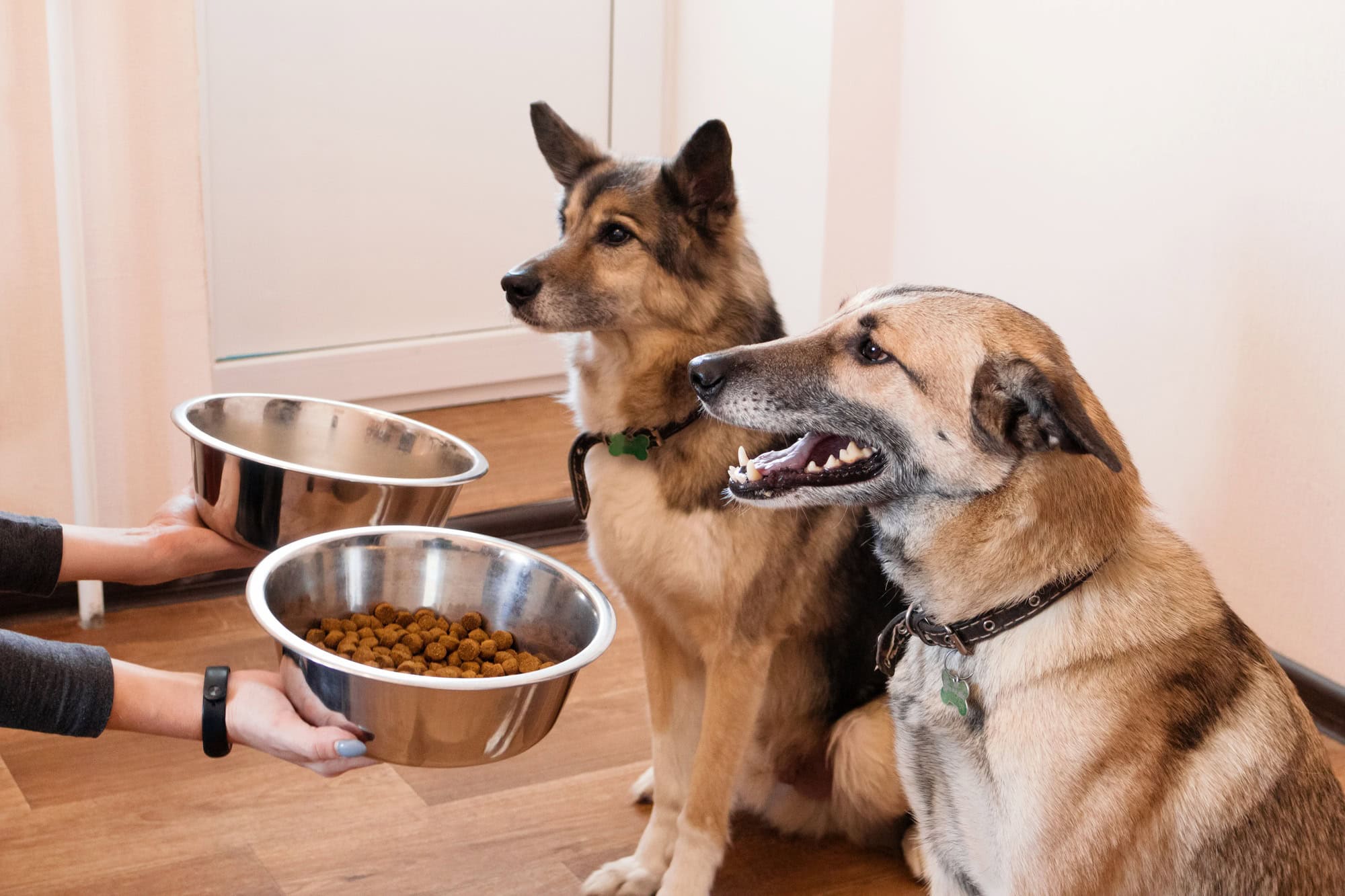 Deux chiens affamés attendent d'être nourris. Le propriétaire donne à ses chiens des bols de granulés.