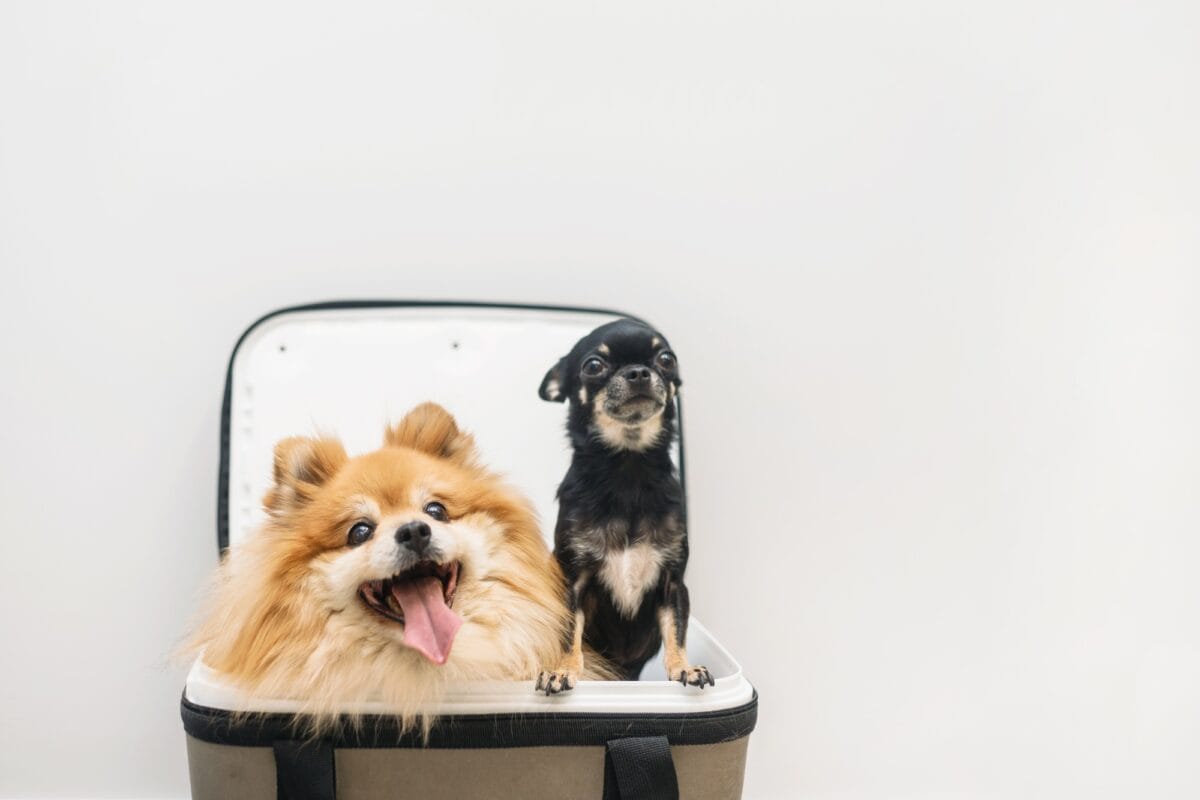 Two dogs sit in an open carrier together. Chihuahua and Spitz look out of the bag