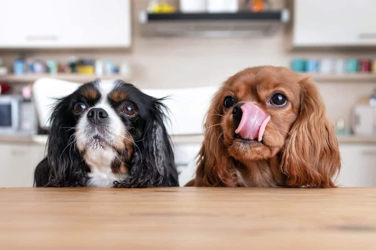 Deux drôles de chiens derrière la table