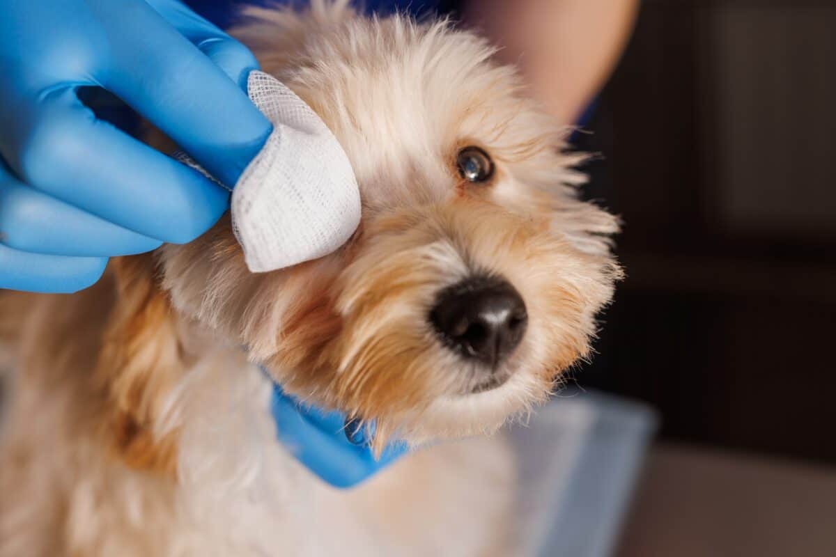 docteur vétérinaire gouttes gouttes pour chiens, oreilles douloureuses du chien, gouttes pour soigner les yeux douloureux des chiens
