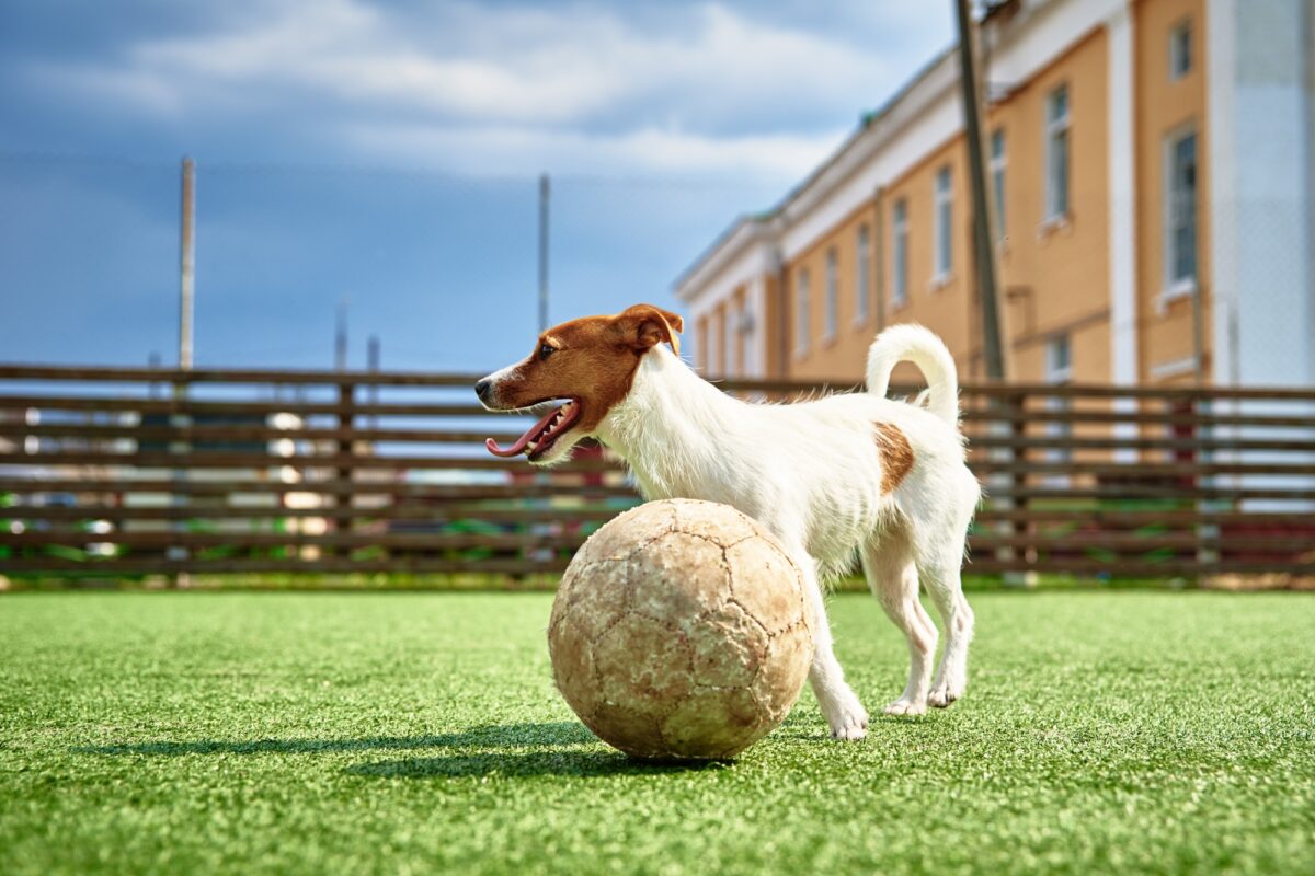 Chien qui joue