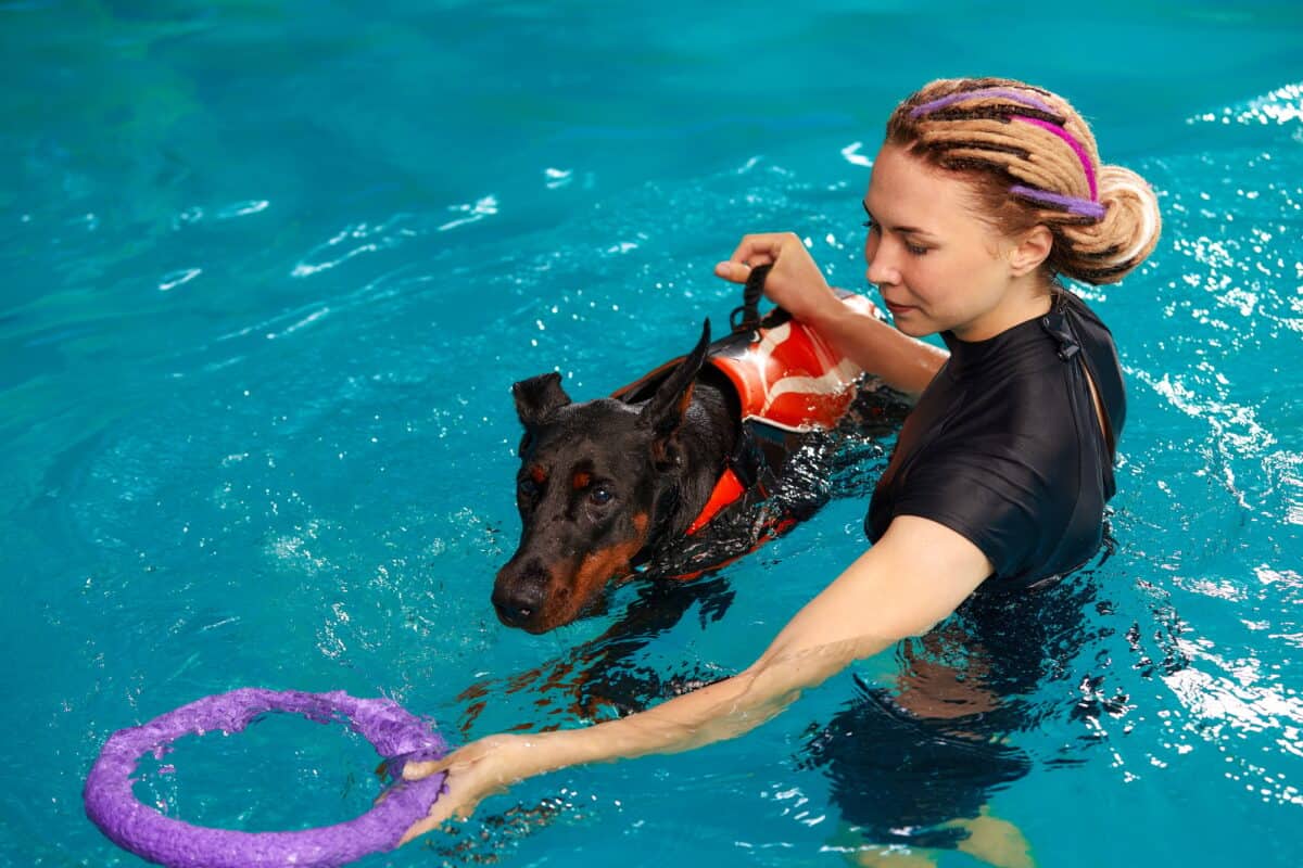 Dresseur de chiens à la piscine, apprenant au chien à nager.