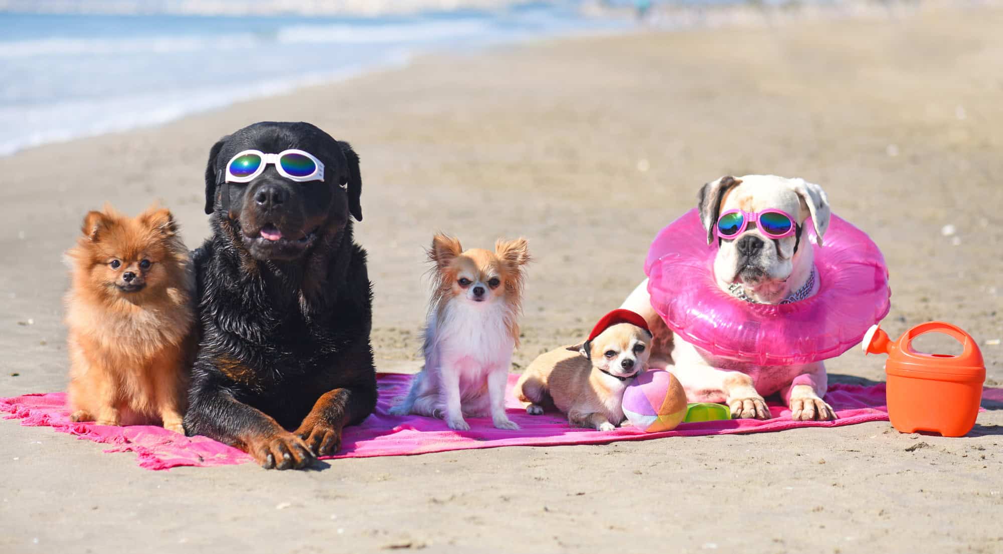 Chiens à la plage