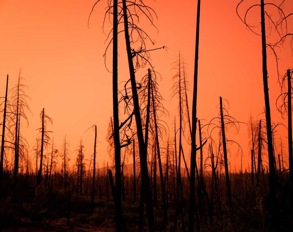Dommages causés par les incendies de forêt