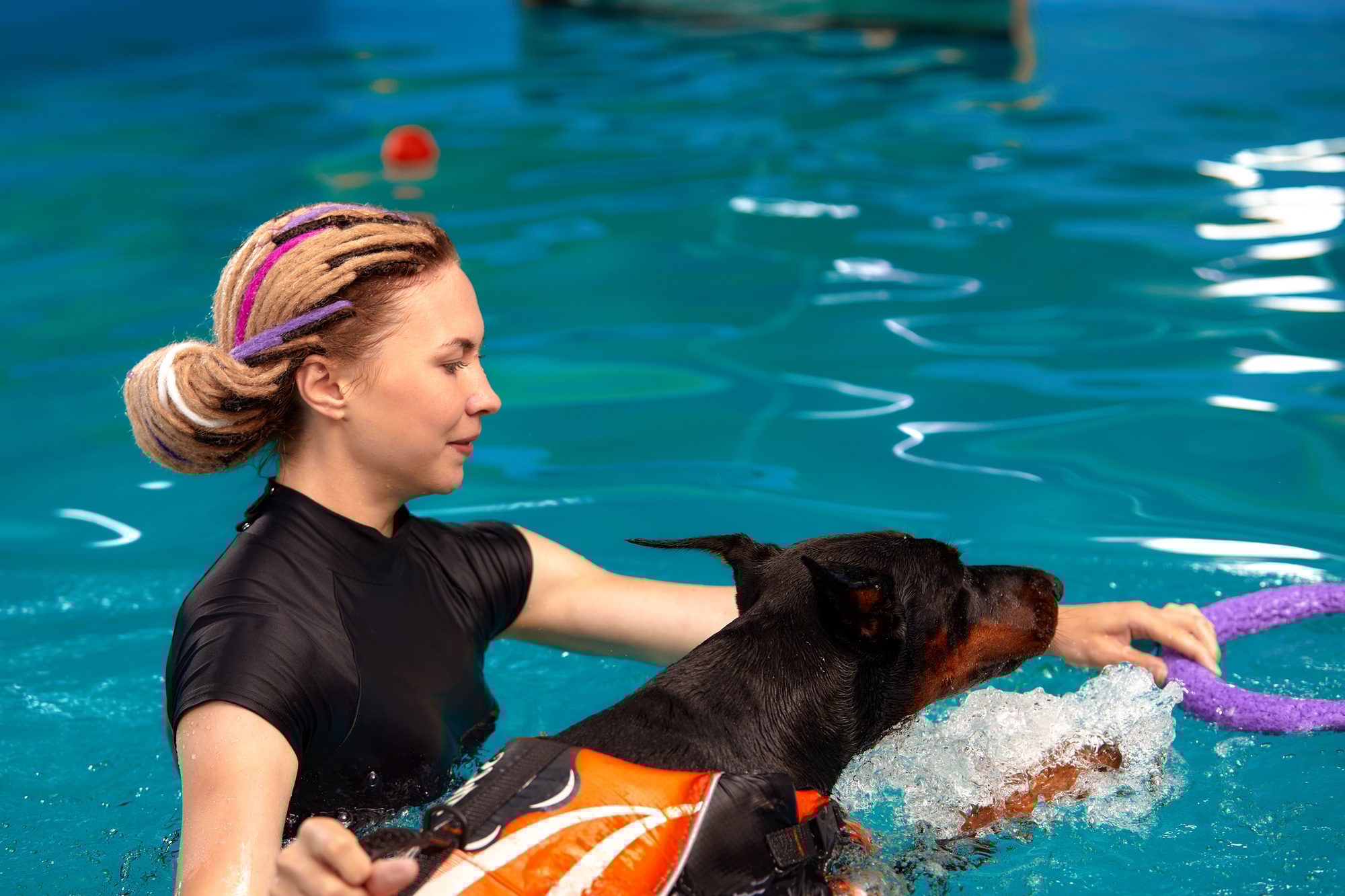 Dresseur de chiens à la piscine, apprenant au chien à nager.