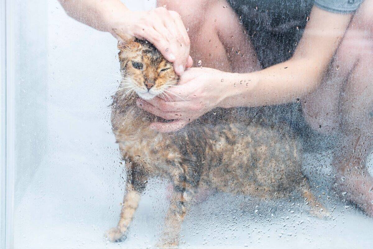 Drôle de chat mouillé se lavant à la cabine de douche.