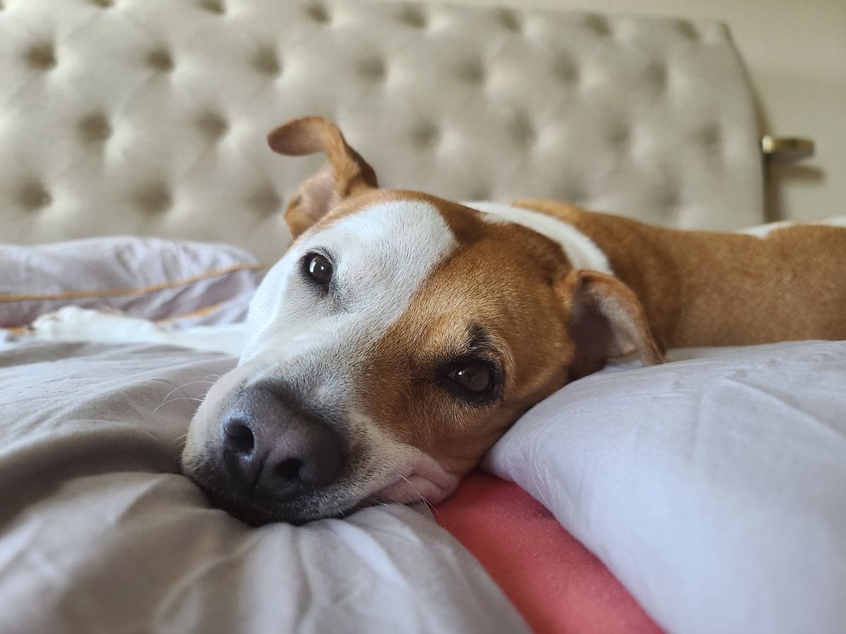 Bien équiper son chien au quotidien : les conseils du cabinet vétérinaire