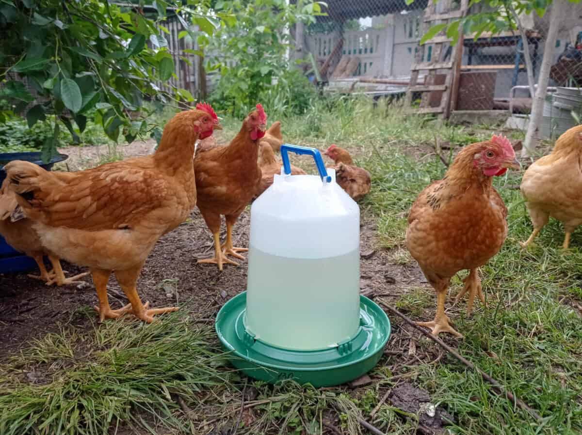 Distributeur d'eau pour les poules