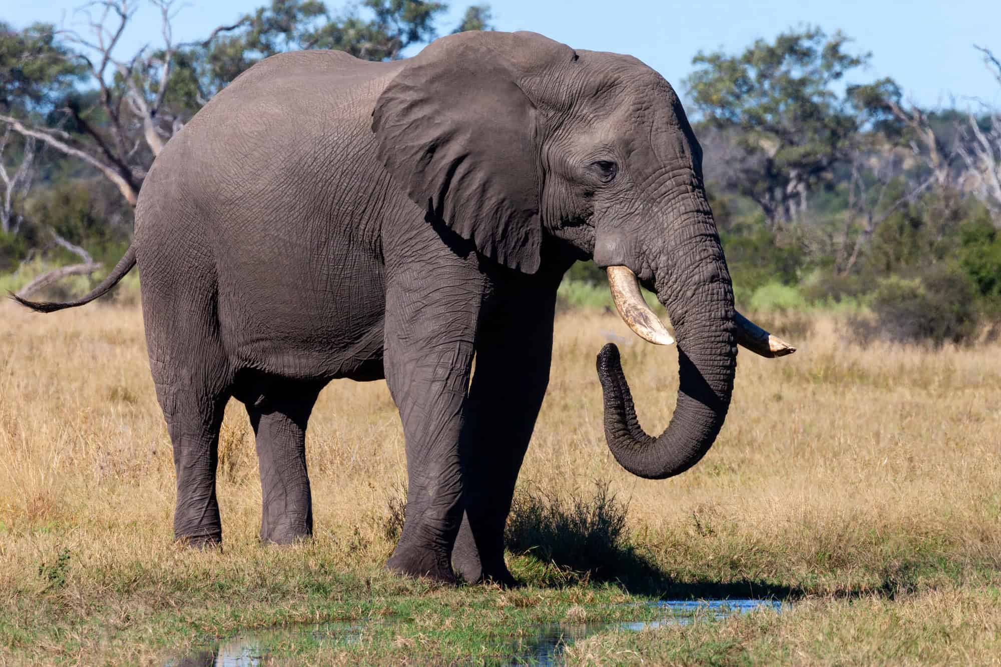 Éléphant d'Afrique - Botswana