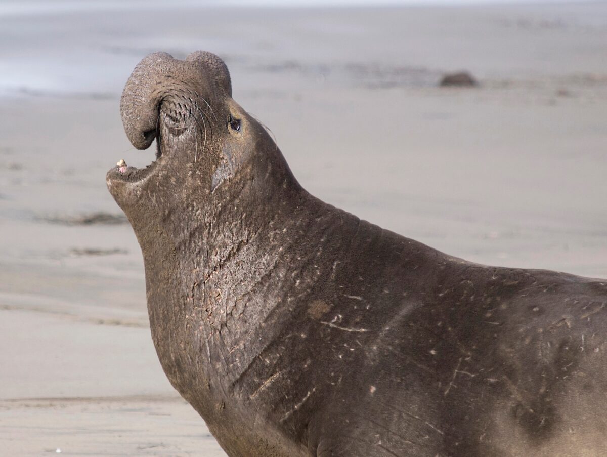 Eléphant de mer