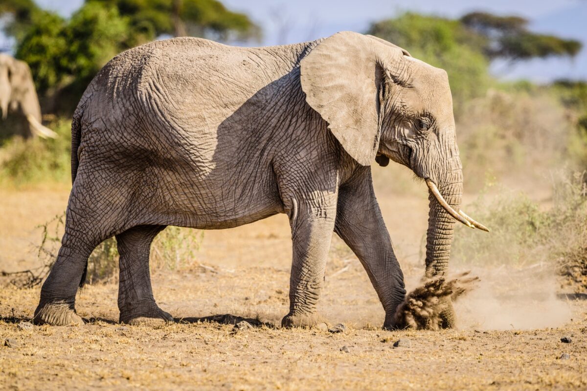 Eléphant marchant dans le sable