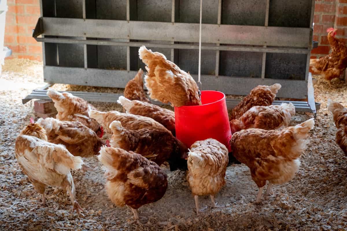 Des poulets domestiques se nourrissant dans un récipient rouge à l'intérieur d'un poulailler.