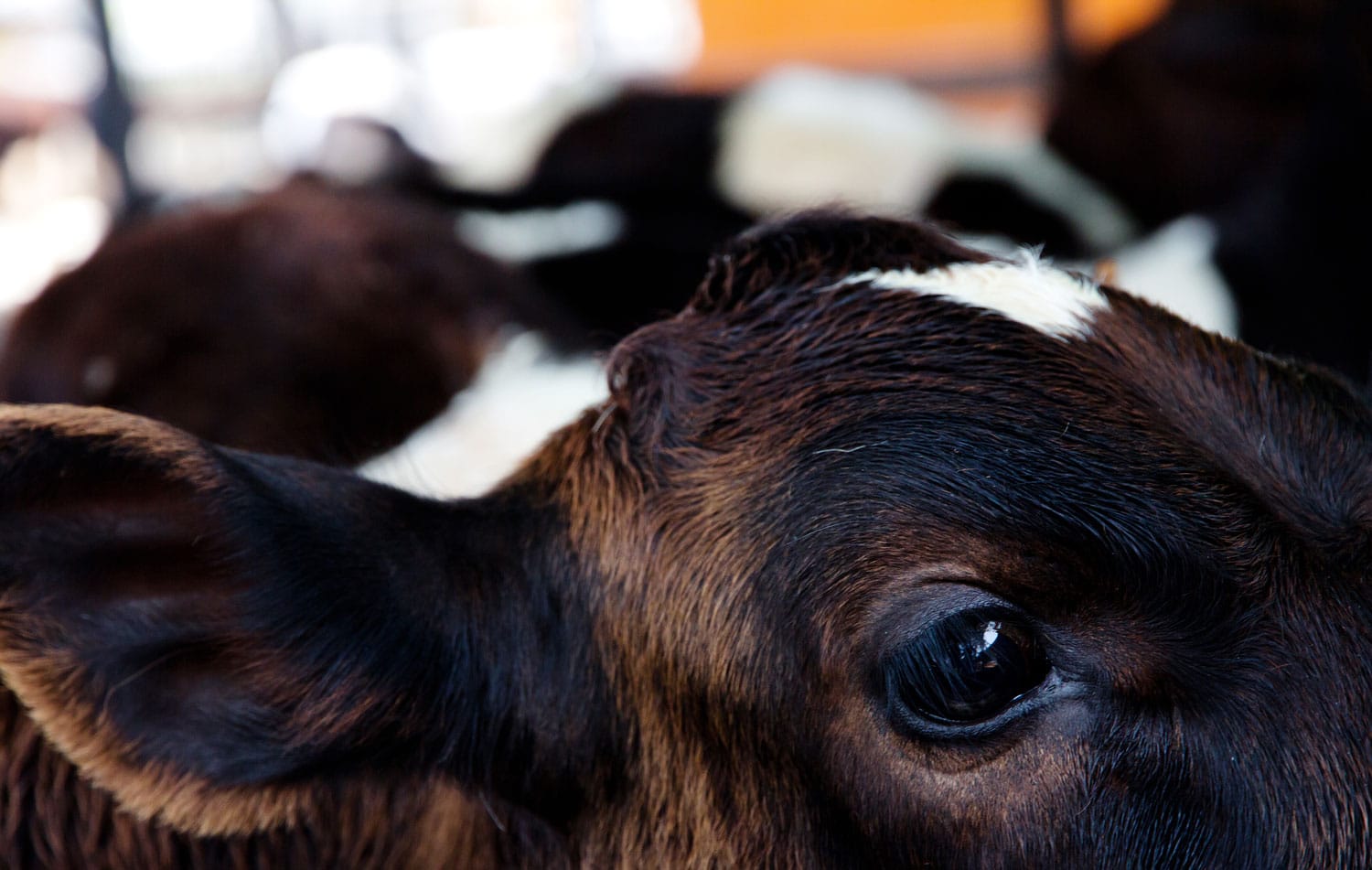 Réduire sa consommation de viande