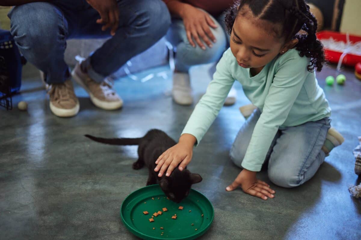 Child, girl or feeding kitten in pet shelter, adoption rescue or feline volunteer community clinic