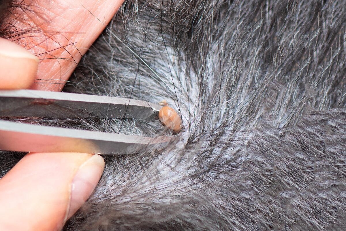 Enlever une tique sur un chien