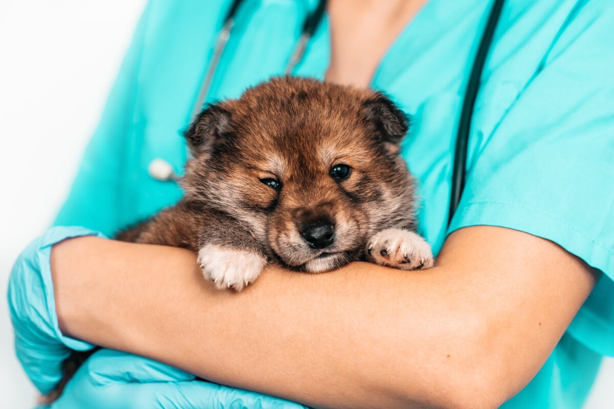 Examen d'un chiot par un vétérinaire